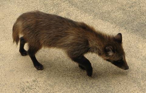 Nyctereutes_procyonoides_viverrinus_-_juvenile_-_Miyajima,_Japan_-_20071002-06